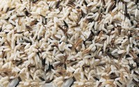 Wilde rijst natuur    >  30 gr